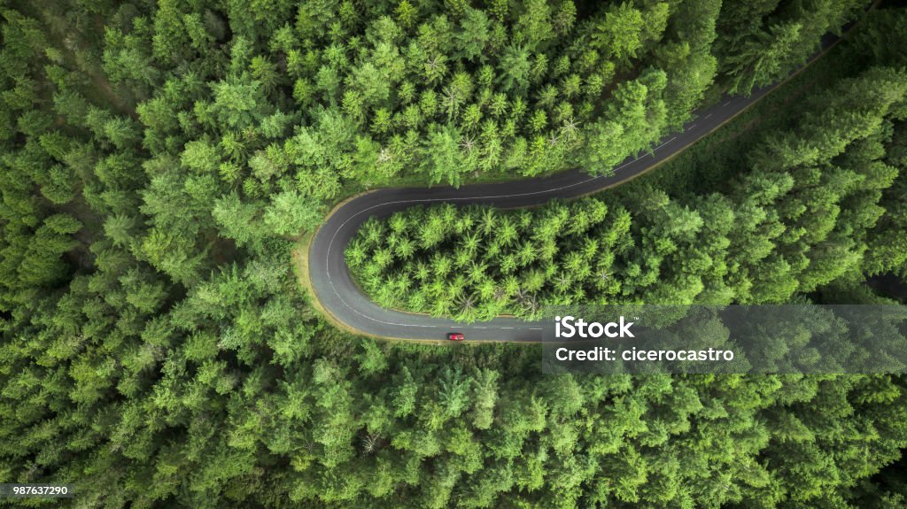Street surrounded by pine trees. Aerial view of a curved road surrounded by pine trees field. Road Stock Photo
