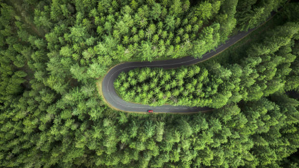 Street surrounded by pine trees. Aerial view of a curved road surrounded by pine trees field. lumber industry photos stock pictures, royalty-free photos & images
