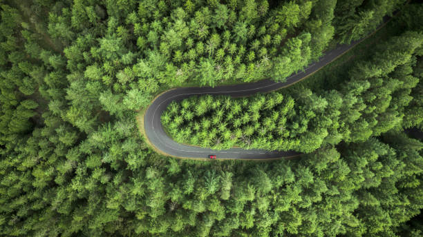 Street surrounded by pine trees. Aerial view of a curved road surrounded by pine trees field. drone car on road stock pictures, royalty-free photos & images