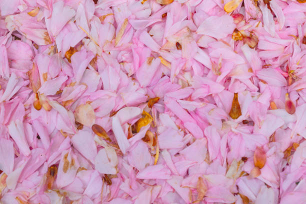 istock Fallen Cherry Blossom Petals 987637514