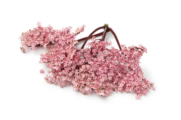 Twig of pink elderberry blossom isolated on white background