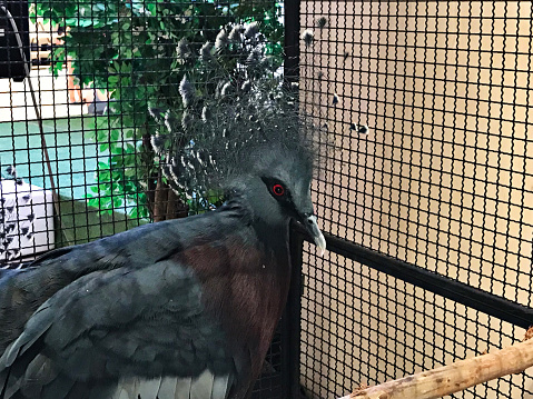 Victoria crowned pigeon or Goura victoria in the cage.