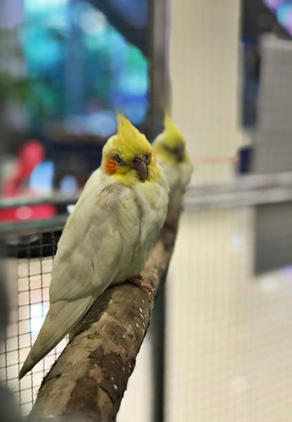 istock Hand reared cockatiels parrot birds. 987642544