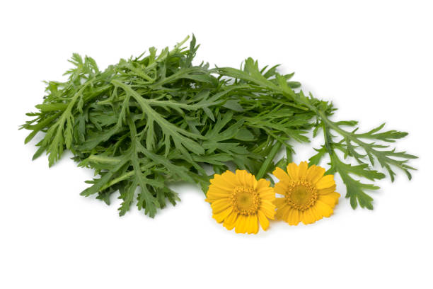 Fresh raw Tong ho spinach and flowers Fresh raw Tong ho spinach and yellow flowers  isolated on white background crown daisy stock pictures, royalty-free photos & images