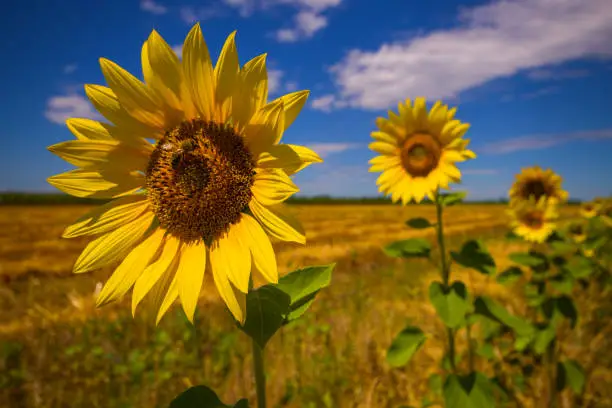 At the sunflower field in summer