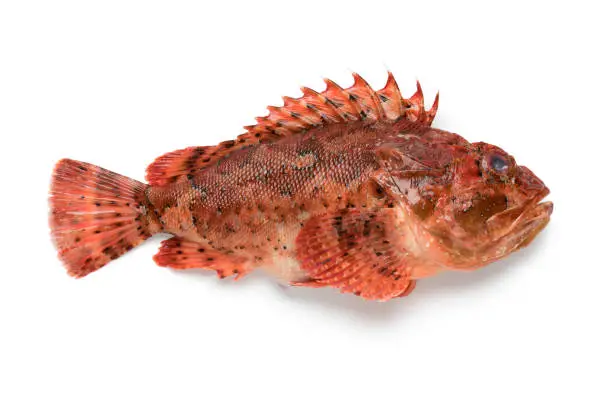 Single fresh raw red scorpionfish isolated on white background