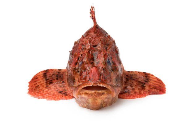 Fresh raw red scorpionfish in front view Single fresh raw red scorpionfish in front view isolated on white background red scorpionfish photos stock pictures, royalty-free photos & images
