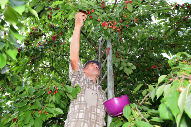 istock Farmer collecting sweet cherries in the fruit orchard 987647830