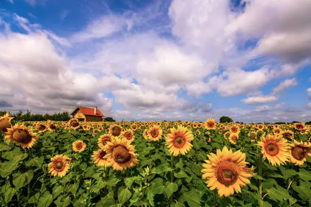 Sunflower field in summer with farmhouse and big white clouds on blue sky