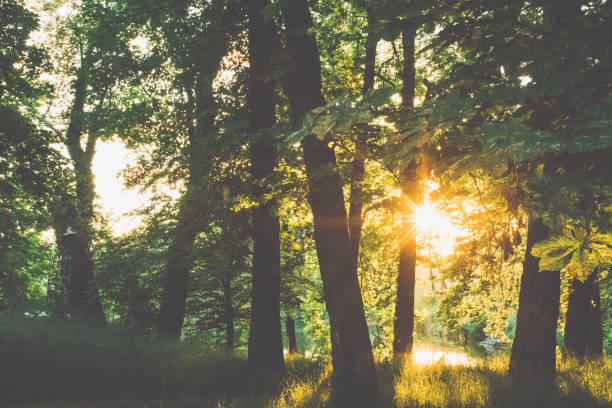 Forest against bright sunset in dusk