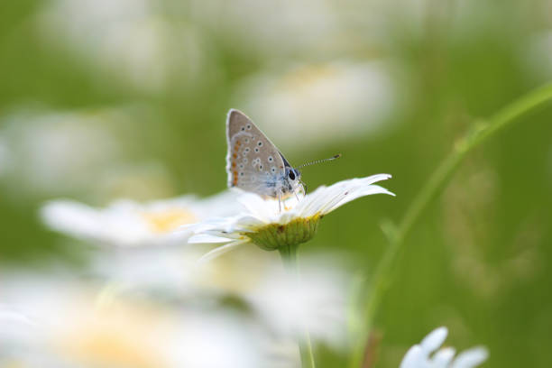 istock Yellow  flower Chamomile and butterfly 987658446