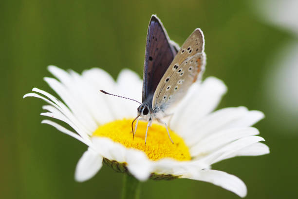 istock Yellow  flower Chamomile and butterfly 987658464