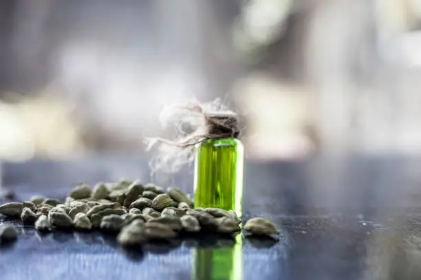 Raw organic green cardamom or elaichi or Elettaria cardamomum or true cardamom with its essence on wooden surface used in many beverages as a flavoring liquid.