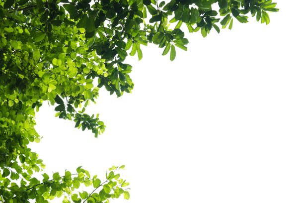 istock Green leaves tree on isolated background make for frame  product concept. 987667190
