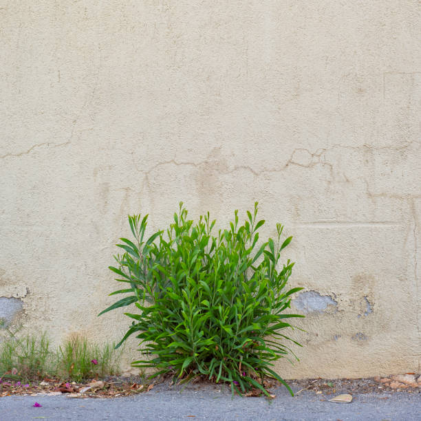 istock abandoned grunge cracked stucco wall 987669588