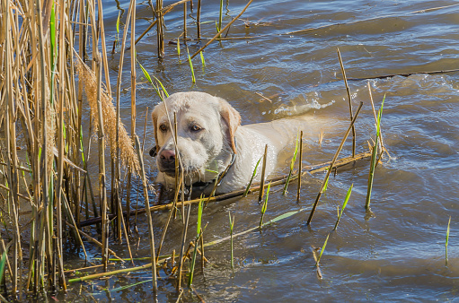 The dog floats in the river water on a sunny hot day
