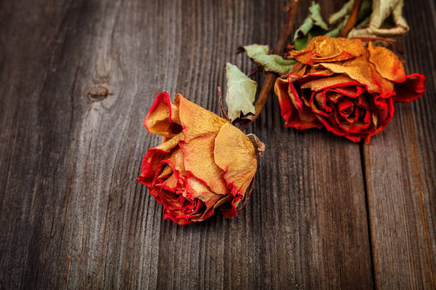 istock Dried flowers roses on a wooden background 987670958