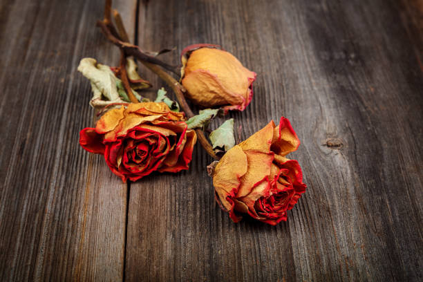 istock Dried flowers roses on a wooden background 987671290