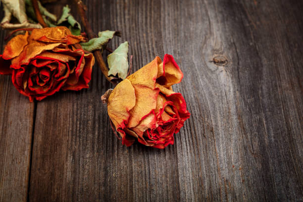 istock Dried flowers roses on a wooden background 987671948