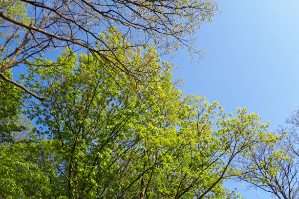 istock sky and green leaves in forest 987681090