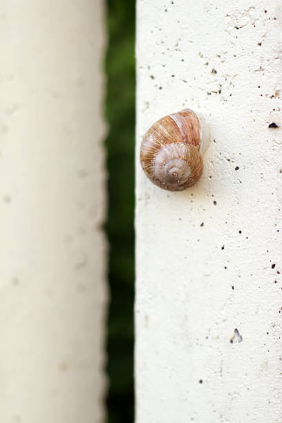 istock Two snails in the garden on the grass 987682108