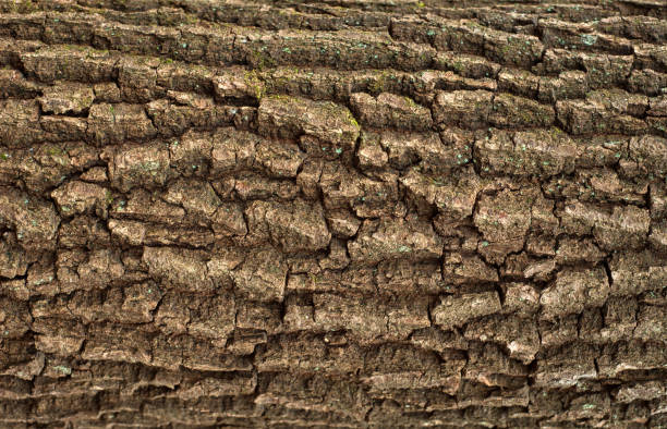 istock Relief creative texture of an old oak bark. 987683078