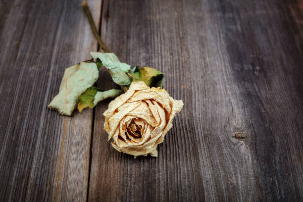 istock Dried flowers roses on a wooden background 987685370