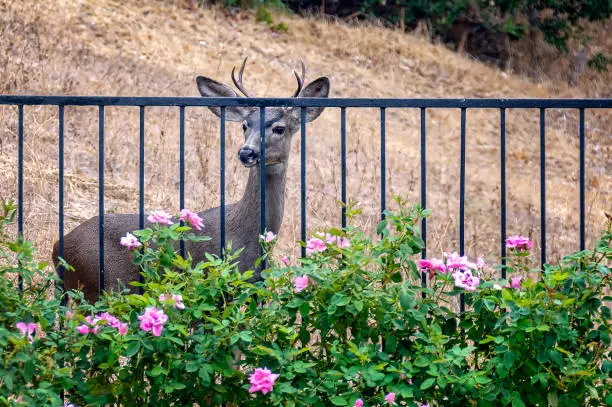 Photo of Young deer looks at roses in California backyard.