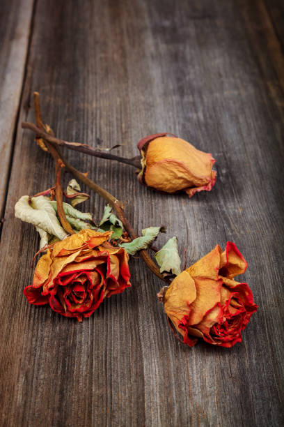 istock Dried flowers roses on a wooden background 987686034