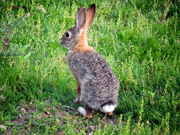 istock Cute cottontail rabbit on green lawn. 987686400