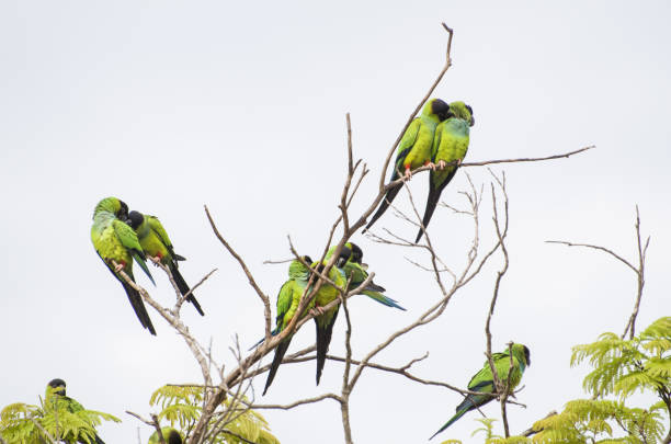 istock Beautiful birds Nanday Parakeet 987706452