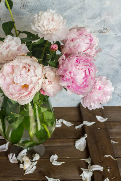 istock Light rose peonies in glass vase. Gray background, woodden table. 987710194