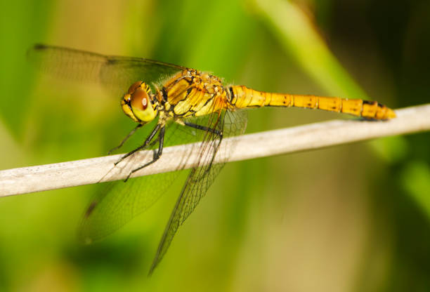 昆虫のトンボのクローズ アップ - wing dragonfly animal eye blue ストックフォトと画像