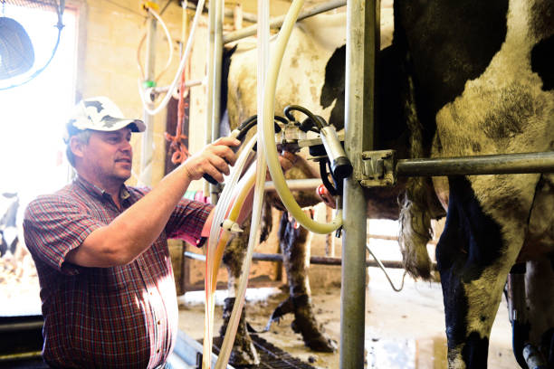 istock Working American Dairy Farmer Arranges Teat Cups at Cow Milking Stations 987716904