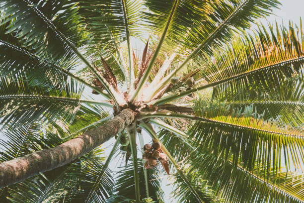 istock Coconut palm tree under blue sky. Vintage background. Travel card. Vintage effect. 987720128