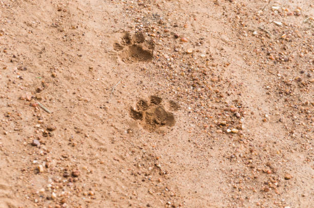 istock Footprints of Jaguar 987720252