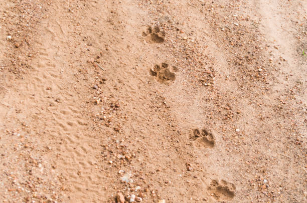 istock Footprints of Jaguar 987720726