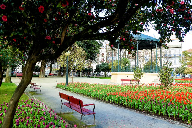 blooming park on a sunny day with blossoming tulips and camellia, lisbon, portugal - pink rose flower color image imagens e fotografias de stock