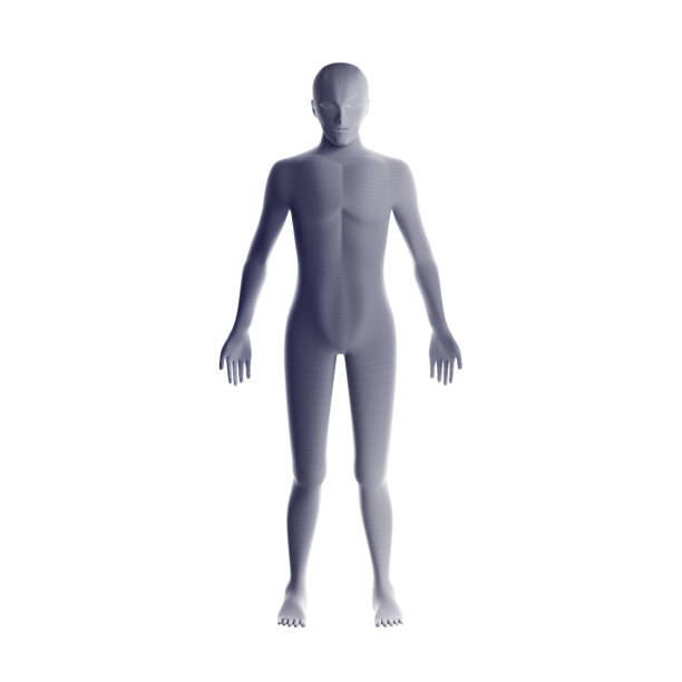 istock Anatomy of male muscular system. Grey human wireframe hologram, artificial intelligence in futuristic technology concept. 3d illustration 987721776