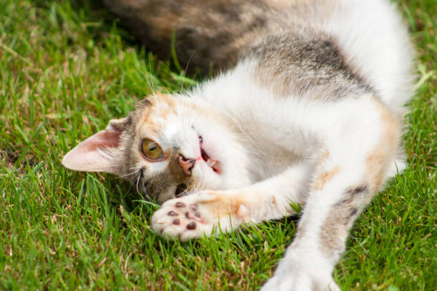 istock A young cat lies on the grass, rests and plays 987725560