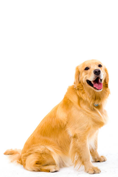 istock Golden retriever in white background 987730274