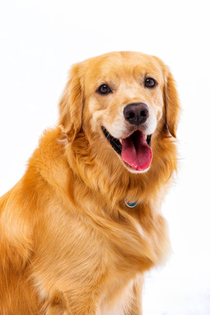 istock Golden retriever in white background 987730282