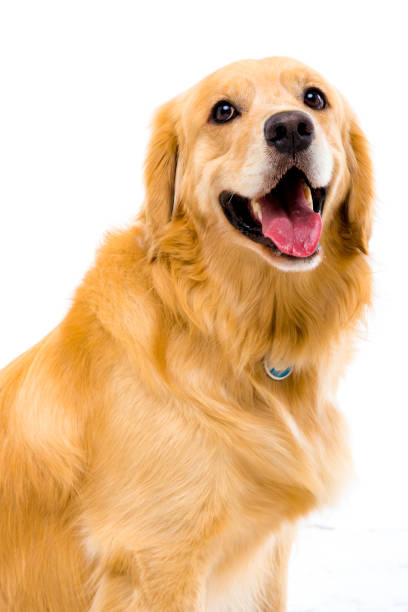 istock Golden retriever in white background 987730288