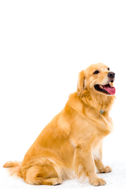 istock Golden retriever in white background 987730302