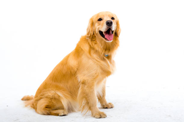 istock Golden retriever in white background 987730306