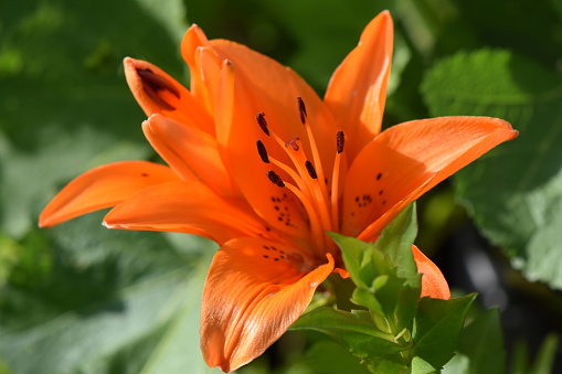 Close up of an orange day lily with pollen loaded stamen against a dark green background
