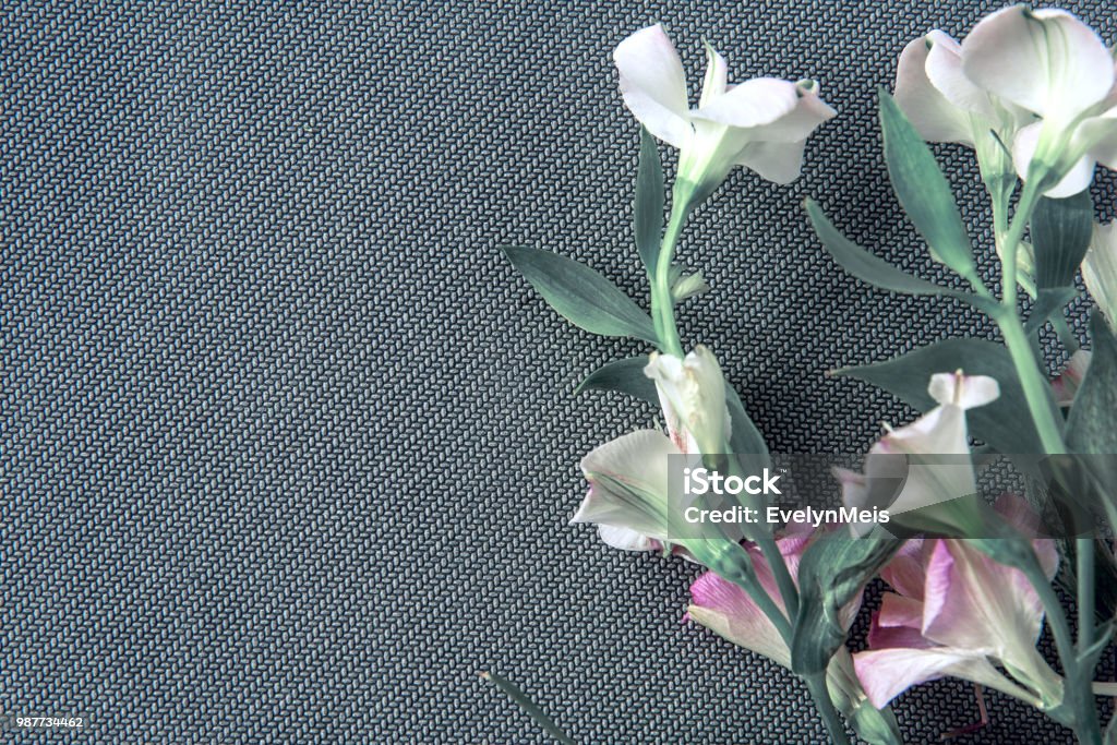 Spring Grey Background White Spring Flowers On Gray Background Stock Photo - Download Image ...