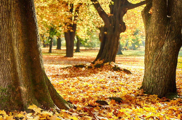 istock leaves in autumn park 1 987734502