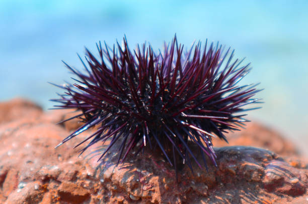 riccio di mare sulla riva, mare sullo sfondo, primo piano. mediterraneo mare echinus macro vista. - green sea urchin immagine foto e immagini stock