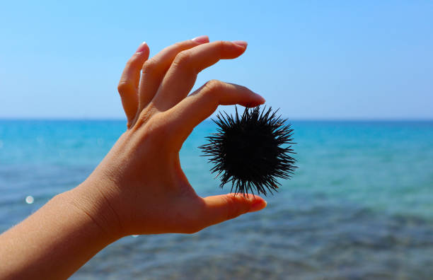 手、背景に海でウニ ホールド。地中海 echinus の手の手のひらに。 - green sea urchin 写真 ストックフォトと画像